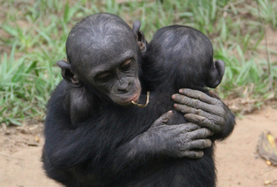 bonobo, scimmia
