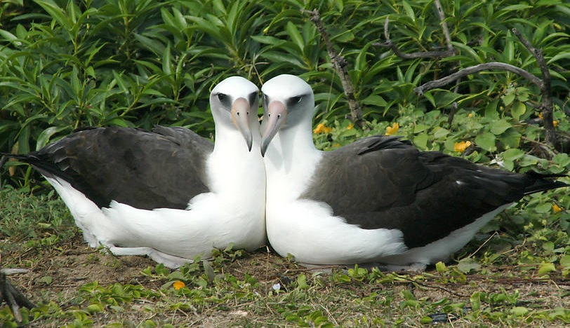 albatri di Laysan, animali
